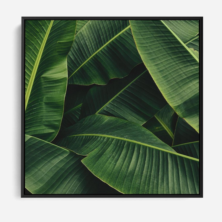 Obraz w ramie 50x50 - Zaklęta roślinna ekspresja - liście bananowca, gęsto ułożone - rama czarna
