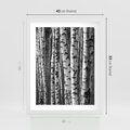 Plakat w ramie 40x50 - Kontrast Monochromatyczny - brzozy, czarno - rama biała