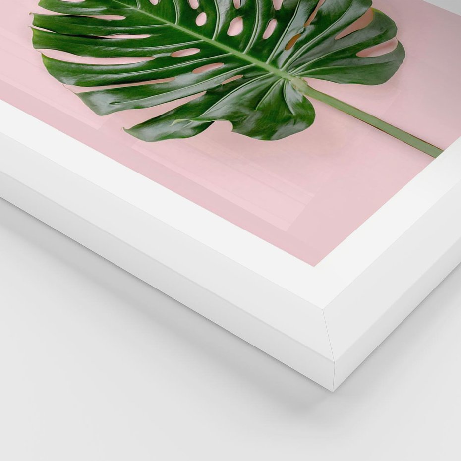 Plakat w ramie 50x70 - Monstera w Różowym Świetle - liść monstery, różowe tło - rama biała