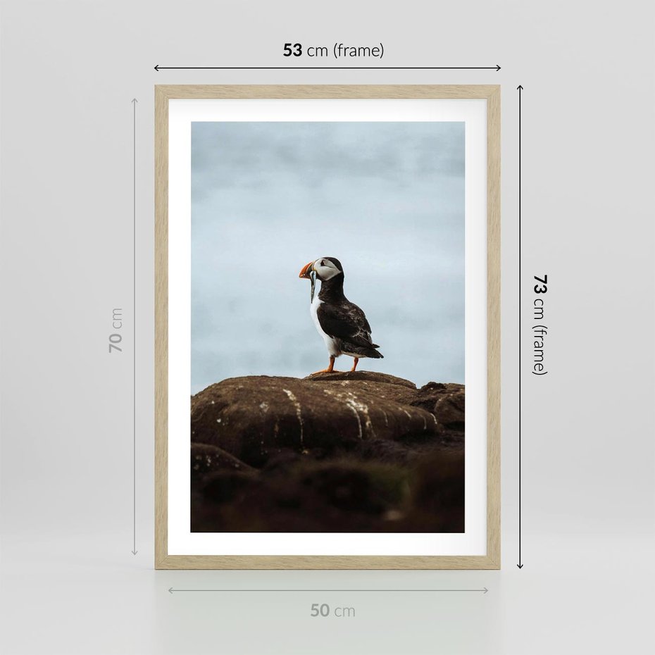 Plakat w ramie 50x70 - Portret Ptaka Morskiego - maskonur, ptak - rama drewno
