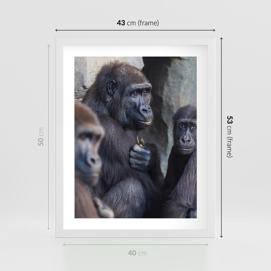 Plakat w ramie 40x50 - Małpy w ich naturalnym środowisku - małpy, szympansy - rama biała