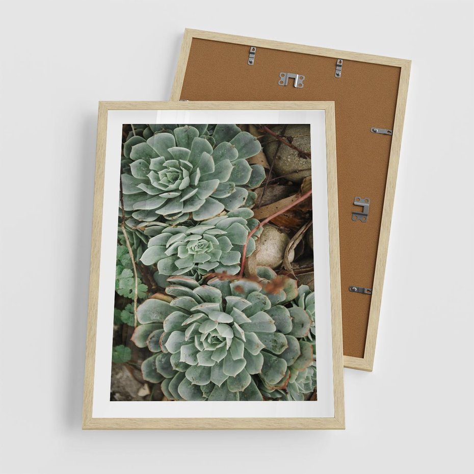 Plakat w ramie 50x70 - Zielona Uroda Sukulentów - sukulenty, zielone liście - rama drewno