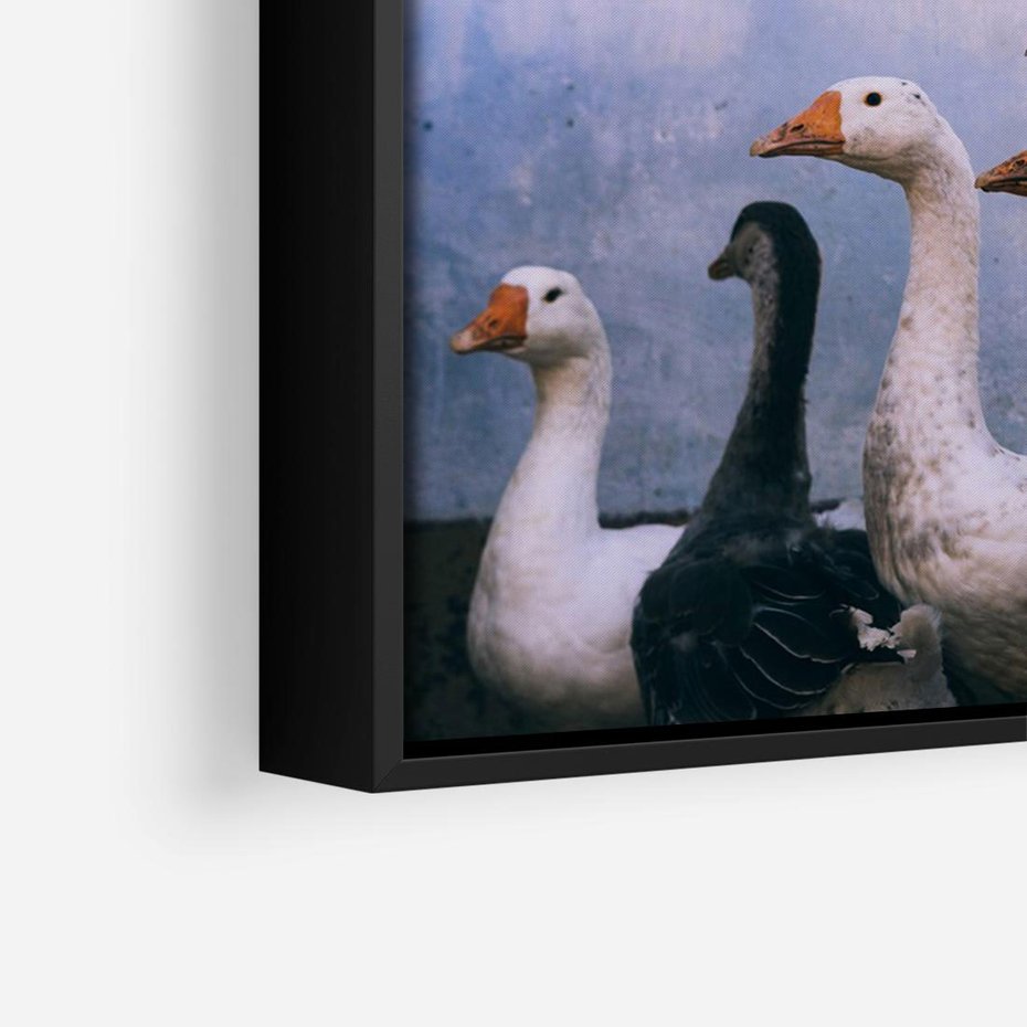 Obraz w ramie 70x50 - Spotkanie Wśród Piór - uchwycony moment, fotografia - rama czarna