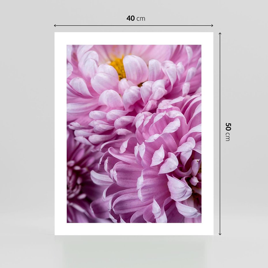 Plakat bez ramy 40x50 - Fioletowy zawrót głowy - kwiat, różowy kwiat