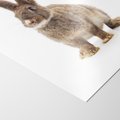 Plakat bez ramy 21x30 - Delikatna Zwierzęca Uroda - królik, zwierzę