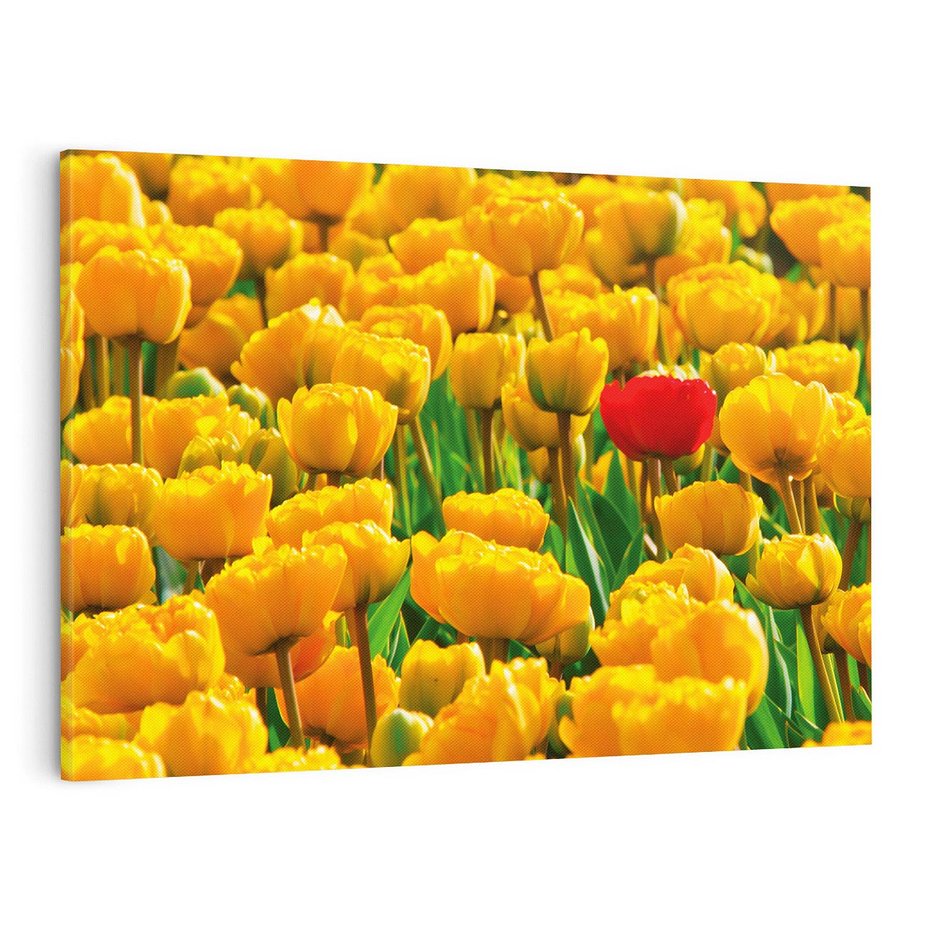 Obraz na płótnie 70x50 - kwiatowa elegancja - tulipany, kwiat