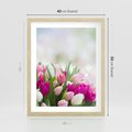 Plakat w ramie 40x50 - Tulipany w pełnym rozkwicie - tulipany, kwiaty - rama drewno