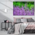 Obraz na płótnie 120x80 - Lawenda magia purpury - lawenda, kwiaty