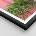 Plakat w ramie 50x70 - Fotografia Rośliny z Różowym Tłem - fotografia, zielona roślina na tle różwj ściany - rama czarna