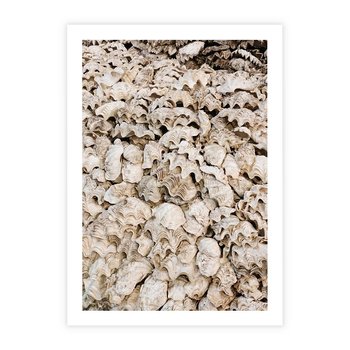 Plakat bez ramy 30x40 - Symfonia Natury - kompozycja z białych muszli