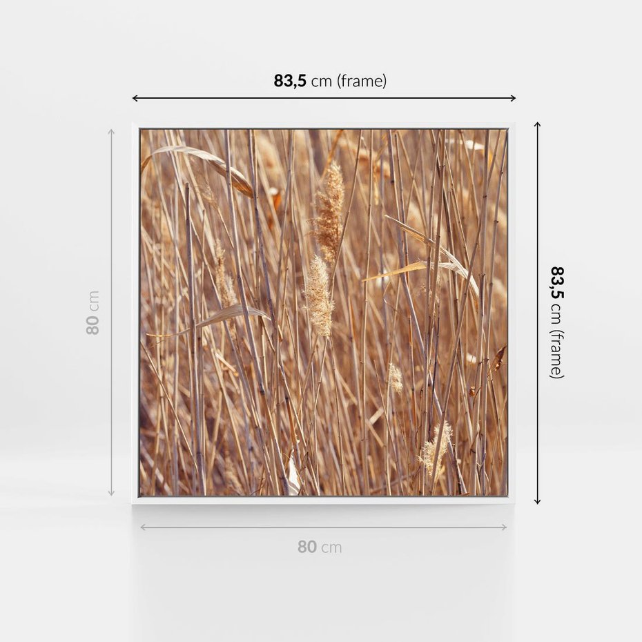 Obraz w ramie 80x80 - Mistrzowskie suche trawy - suche, trawy - rama biała