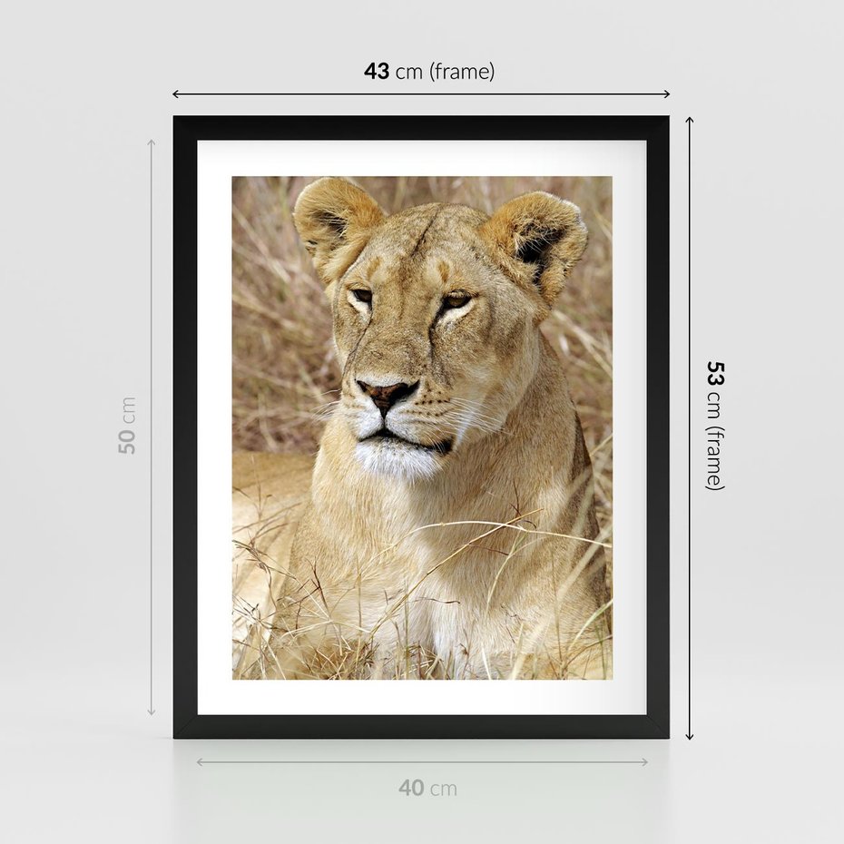 Plakat w ramie 40x50 - Potęga lwów w Afryce - lew, lwica - rama czarna
