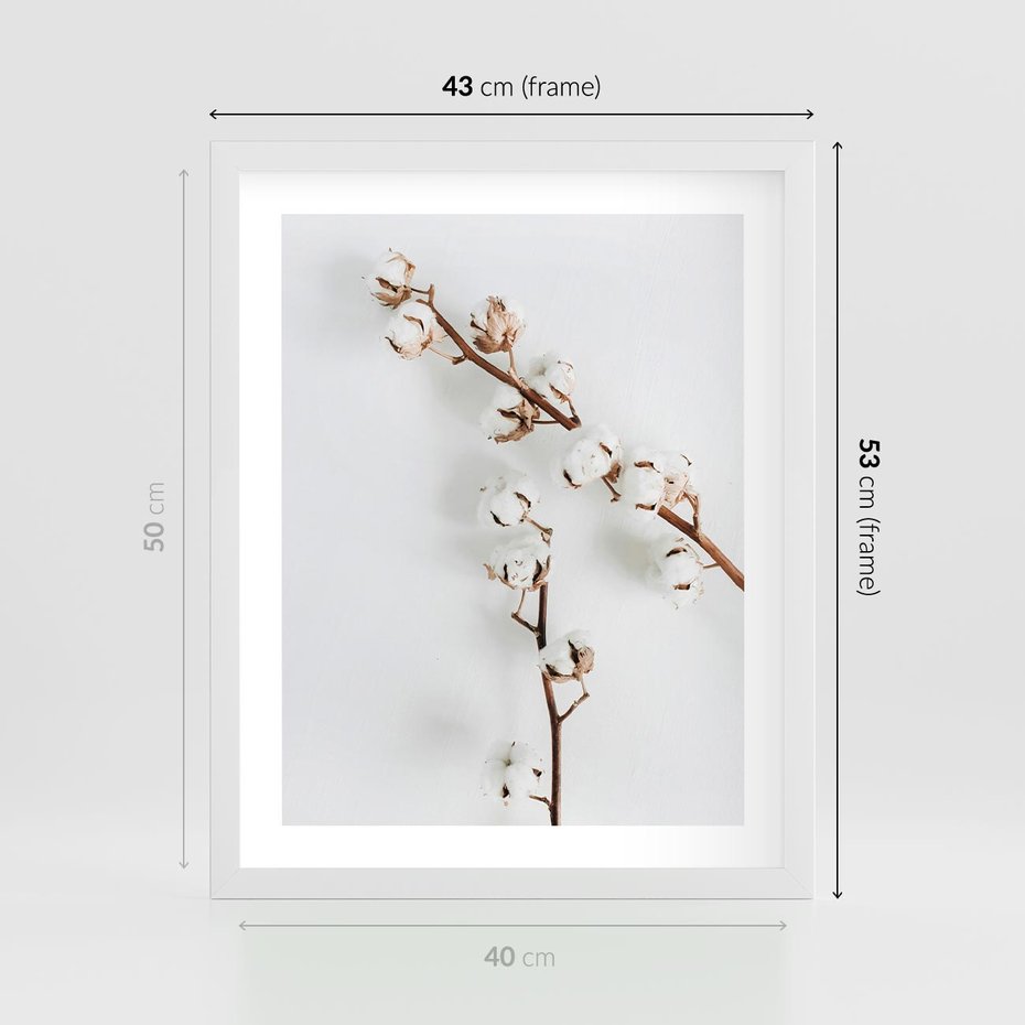 Plakat w ramie 40x50 - Gałęzie Bawełny na Białym Tle - gałęzie bawełny na białym tle, minimalizm - rama biała