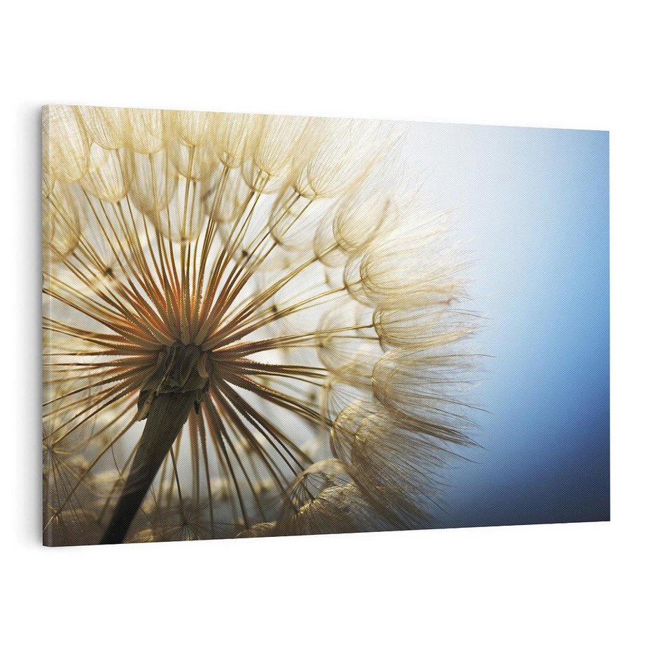 Obraz na płótnie 100x70 - Delikatny dmuchawiec w pełnym rozkwicie - dmuchawiec, kwiat