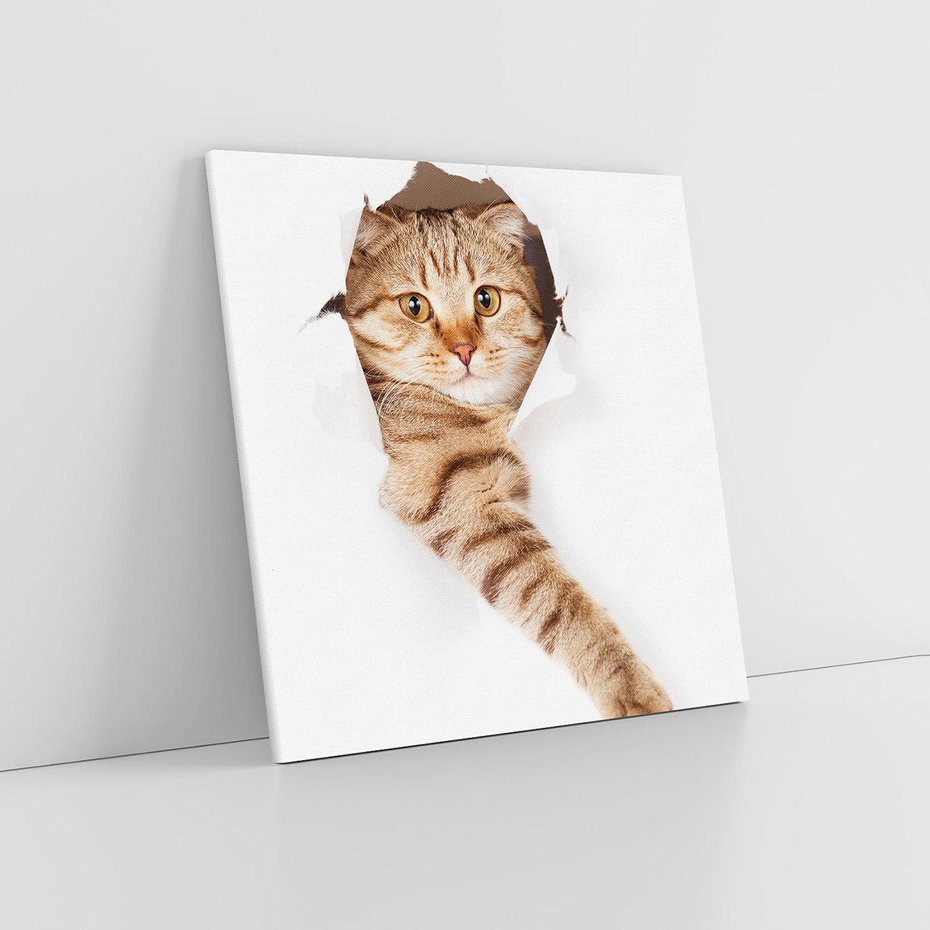 Obraz na płótnie 80x80 - Kot w Dziurze - kot, dziura