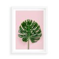 Plakat w ramie 50x70 - Monstera w Różowym Świetle - liść monstery, różowe tło - rama biała