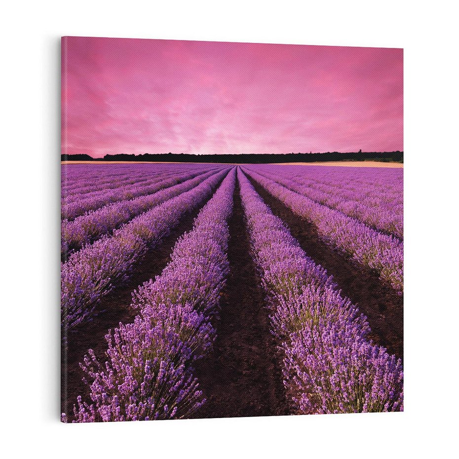 Obraz na płótnie 50x50 - Pola lawendy w pełnym rozkwicie - Lawenda, krajobraz