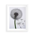 Plakat w ramie 40x50 - Lekkość Przemijania - dmuchawiec, makro - rama biała