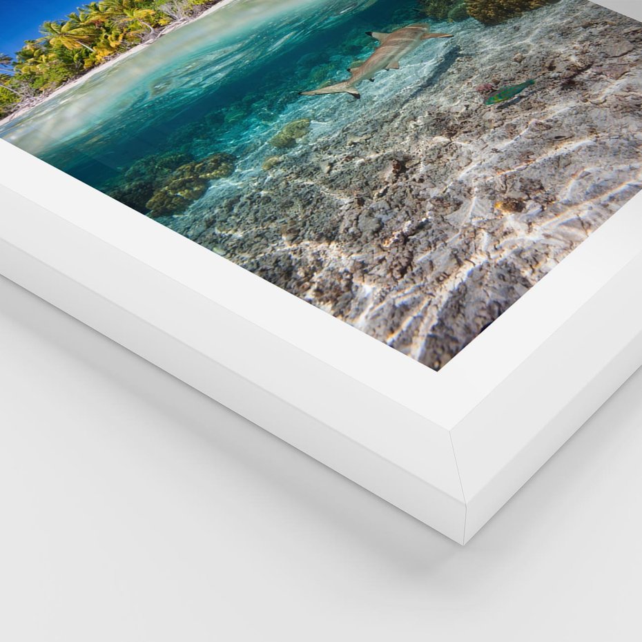 Plakat w ramie 40x50 - Tropikalne Morze i Kolorowa Rafa - tropikalne, morze - rama biała
