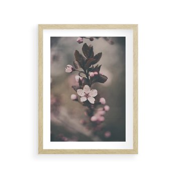 Plakat w ramie 40x50 - Przemijający Urok - kwitnąca, wiśnia - rama drewno