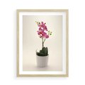 Plakat w ramie 50x70 - Delikatność storczyka orchidei - storczyk, orchidea - rama drewno