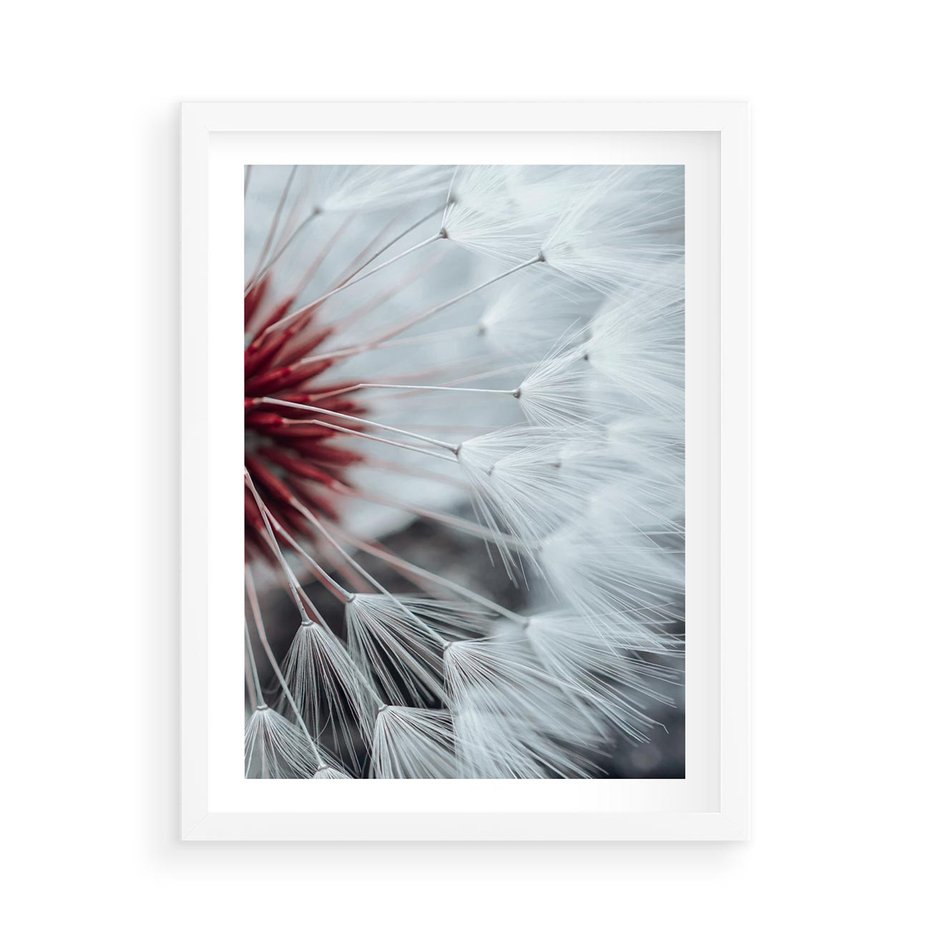 Plakat w ramie 50x70 - Makro świat dmuchawca - dmuchawiec, makro - rama biała