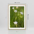 Plakat w ramie 50x70 - Kolorowa łąka - stokrotki, łąka - rama drewno
