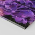 Obraz na płótnie 40x40 - Fioletowa hortensja - kwiaty, hortensja