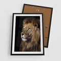 Plakat w ramie 50x70 - Władca Dzikiej Przyrody - lew, król - rama czarna