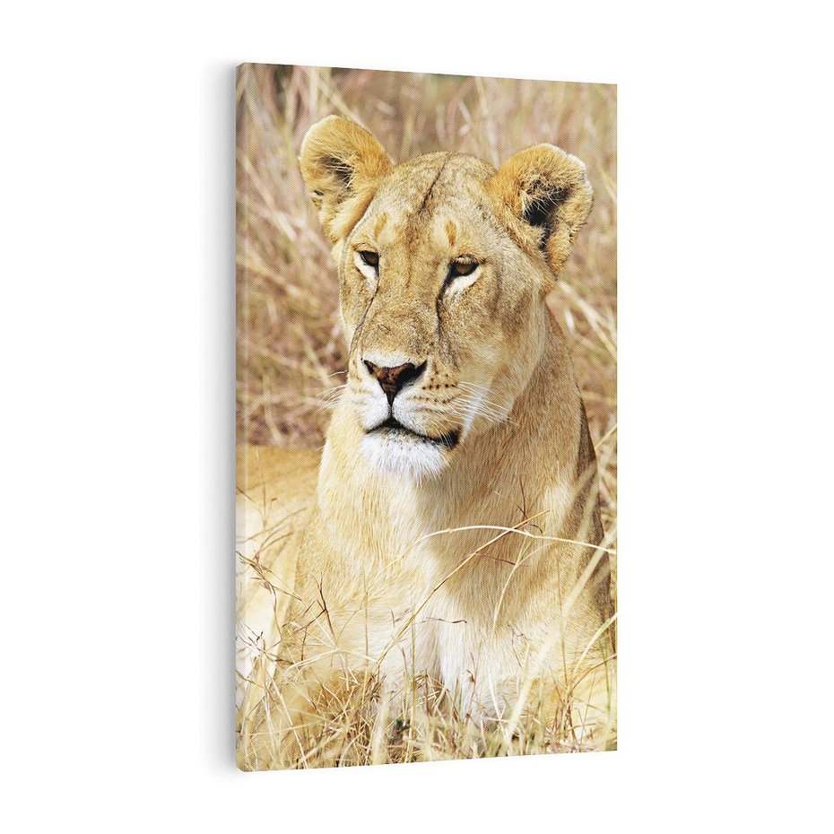 Obraz na płótnie 70x100 - Potęga lwów w Afryce - lew, lwica