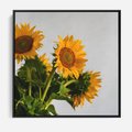 Obraz w ramie 50x50 - Słoneczna Radość - fotografia, żółte słoneczniki - rama czarna
