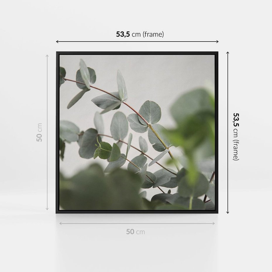Obraz w ramie 50x50 - Liście eukaliptusa w naturze - eukaliptus, liście - rama czarna