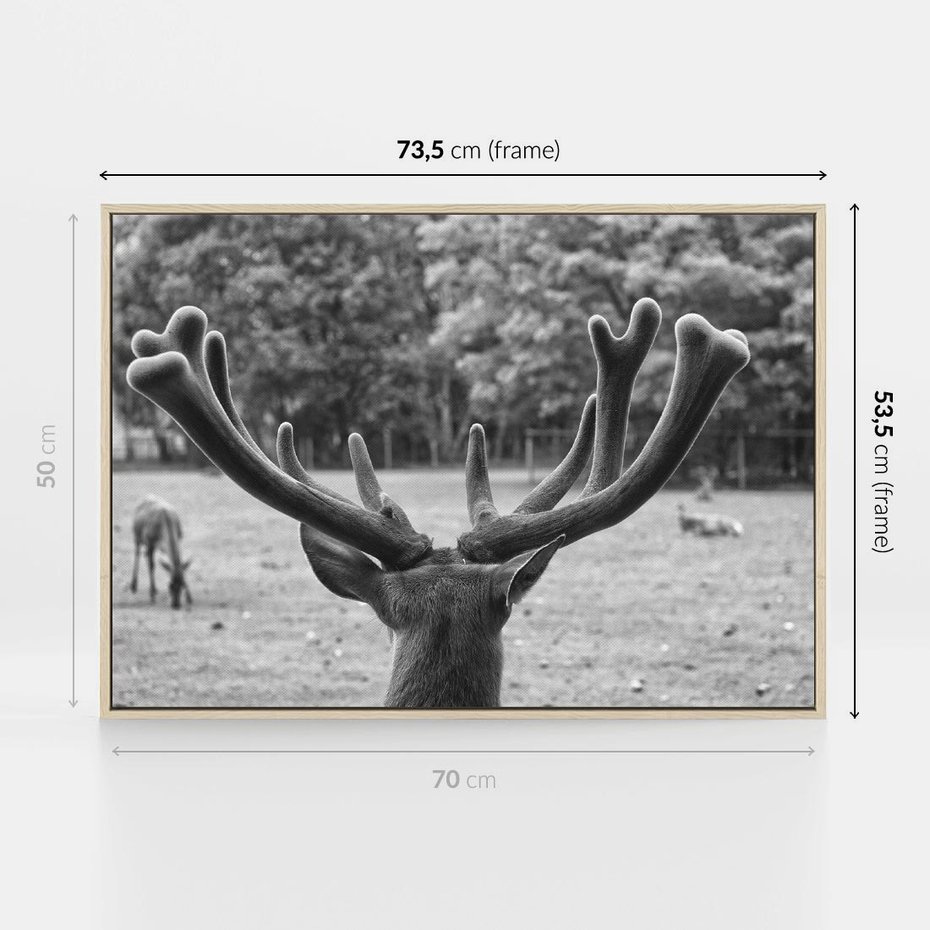 Obraz w ramie 70x50 - Przygubione motyle marzeń - fotografia czarno biała, młody jeleń w zagrodzie - rama drewno