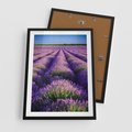 Plakat w ramie 50x70 - Malownicze Pole Lawendy - lawenda, pole - rama czarna