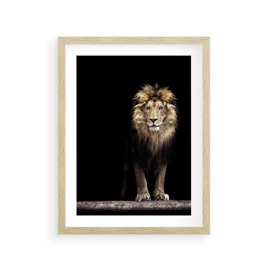 Plakat w ramie 30x40 - Lew: dzikie piękno natury - lew, dzikie - rama drewno