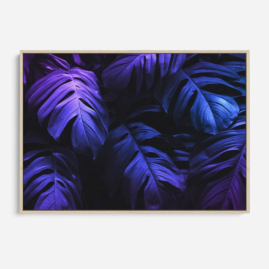 Obraz w ramie 100x70 - Mroczna Magia Dżungli - mroczna grafika, fioletowe liście monstery na czarnym tle - rama drewno