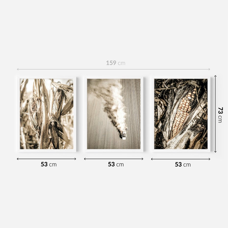 Zestaw obrazy w ramie 50x70 galeria - Sepia, kukurydza, pole - rama biała