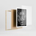 Plakat w ramie 50x70 - Tygrys Czarno-Biały: Siła i Delikatność - tygrys, czarno - rama drewno