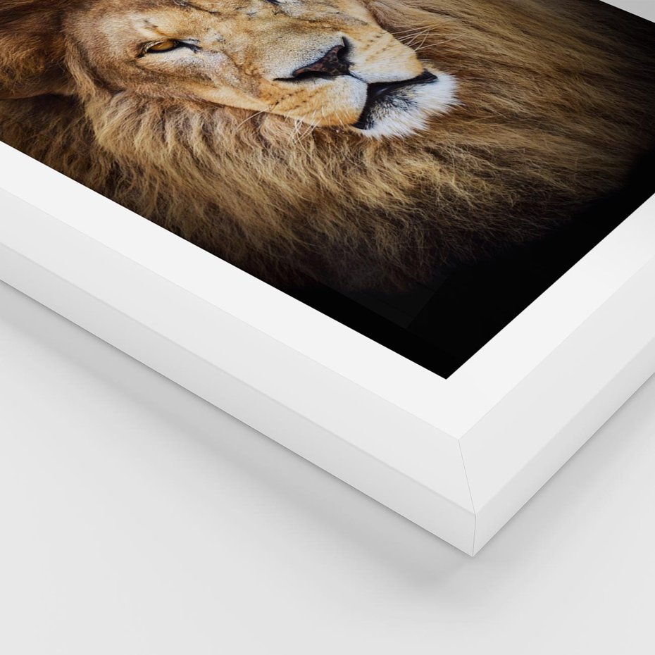 Plakat w ramie 40x50 - Król zwierząt w majestatycznym stylu - lew, król - rama biała