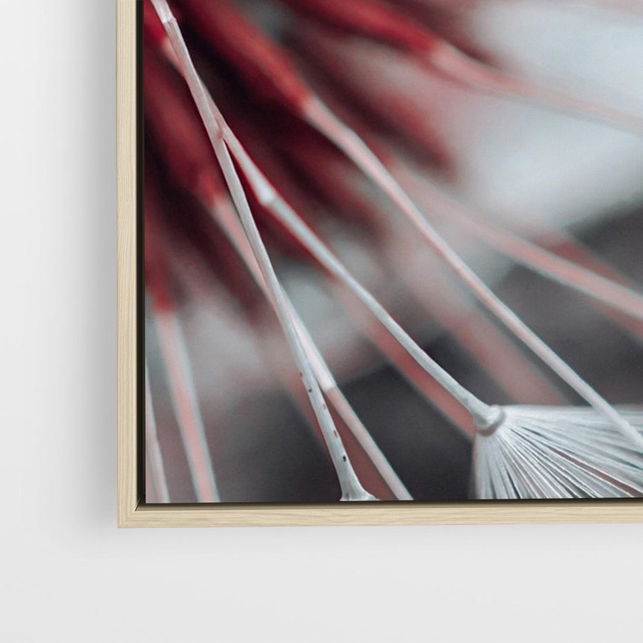 Obraz w ramie 70x50 - Makro świat dmuchawca - dmuchawiec, makro - rama drewno