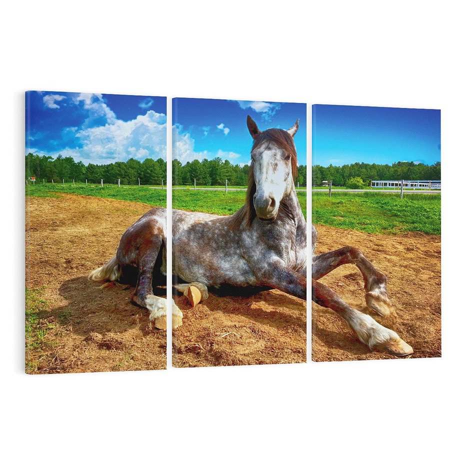 Obraz na płótnie 120x80 - Konie - siła natury - koń, konik