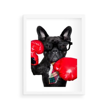 Plakat w ramie 30x40 - Boksujący mops - pies - boks, mops - rama biała