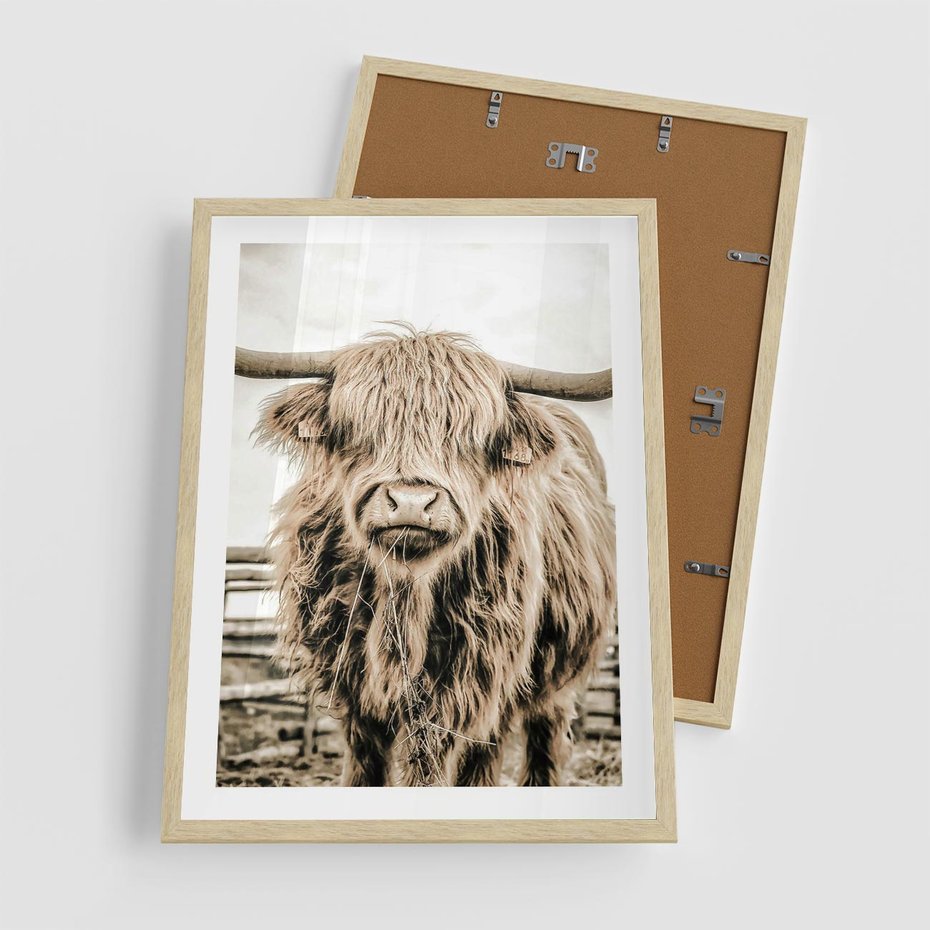 Plakat w ramie 50x70 - Klimat Wiejskiego Życia - amerykańska krowa, byk - rama drewno