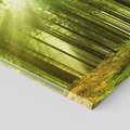Obraz na płótnie 60x60 - Spokój wśród drzew: las w odcieniach zieleni - las, drzewa