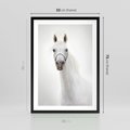 Plakat w ramie 50x70 - Elegancja białego konia - biały, koń - rama czarna