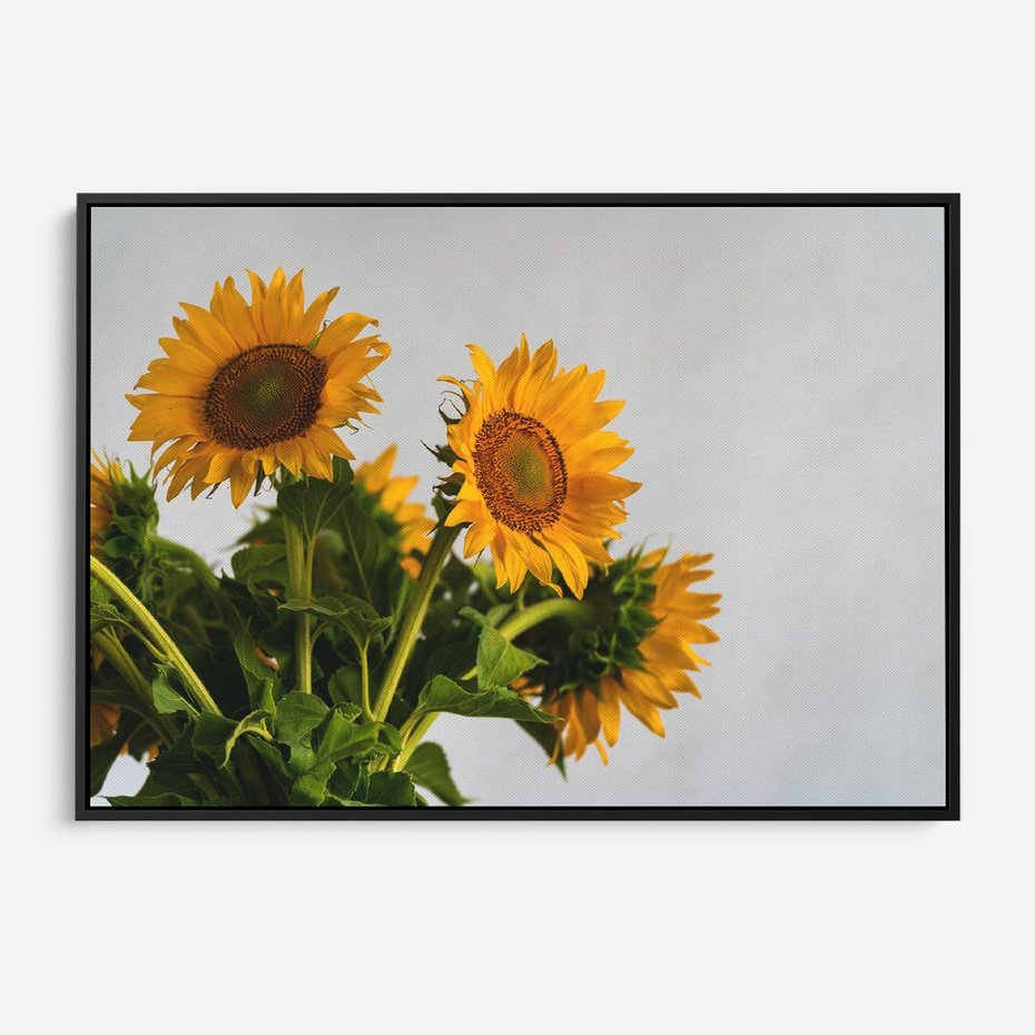 Obraz w ramie 70x50 - Słoneczna Radość - fotografia, żółte słoneczniki - rama czarna