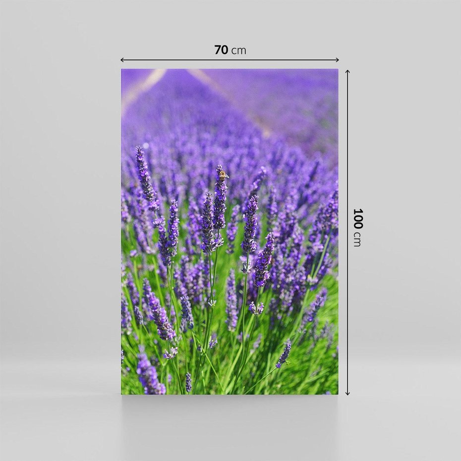 Obraz na płótnie 70x100 - Lawendowe pola piękno natury - lawenda, kwiaty
