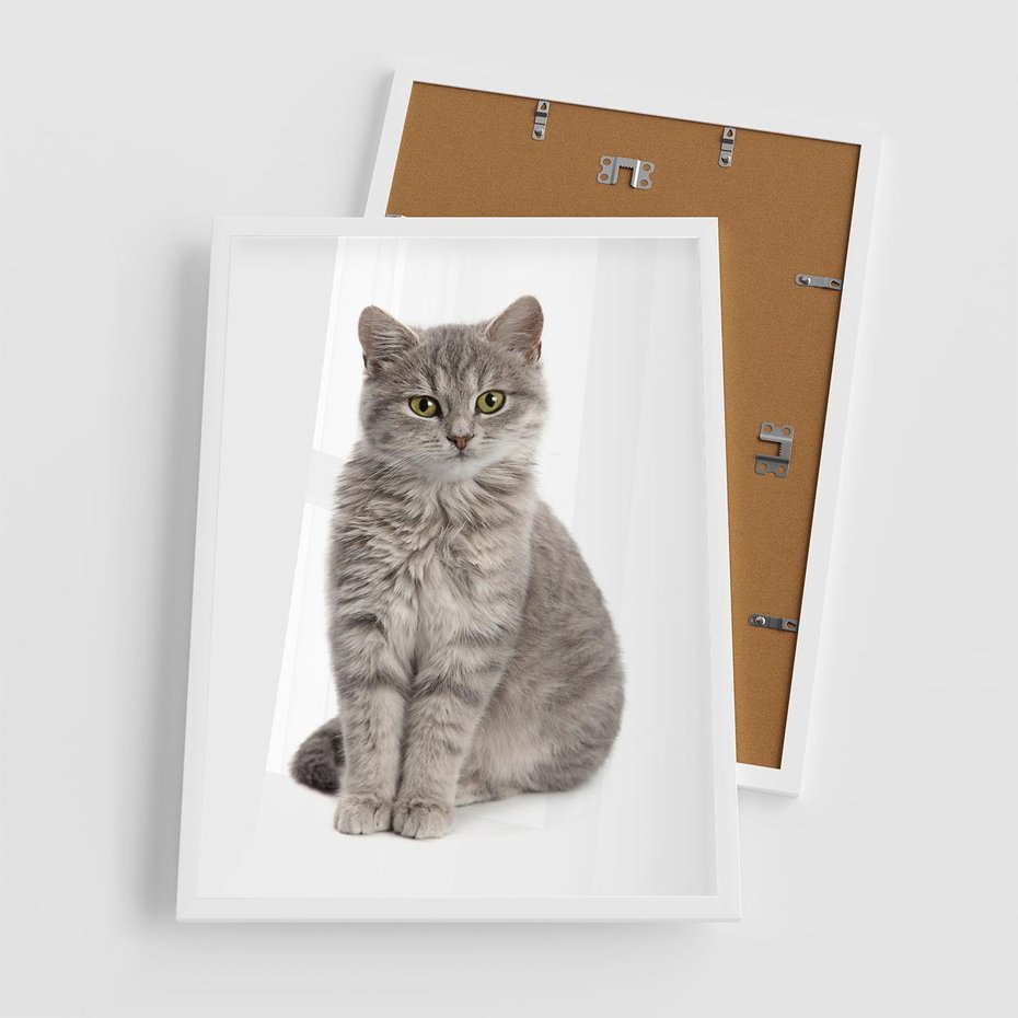 Plakat w ramie 50x70 - Kocie uroki na płótnie - kot, kotek - rama biała