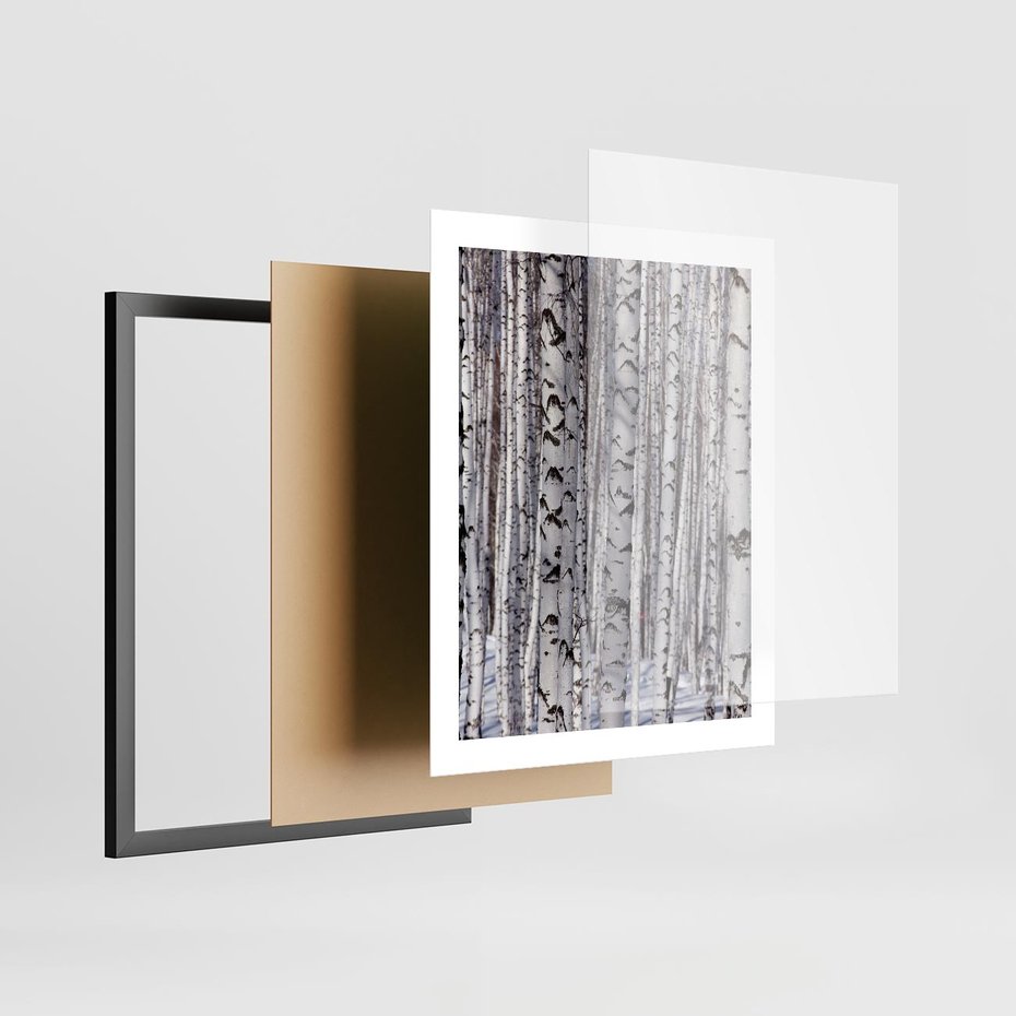 Plakat w ramie 40x50 - Lśniące Brzozy - brzozy, las - rama czarna
