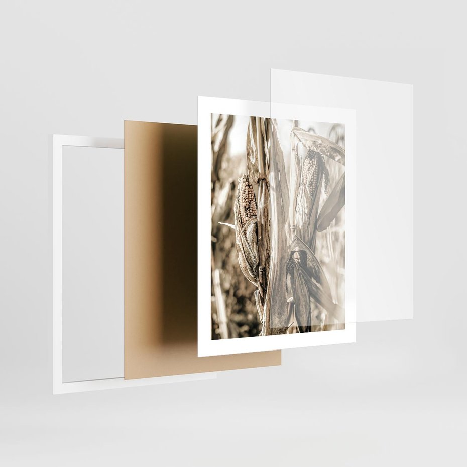 Plakat w ramie 40x50 - Retro Pole Kukurydzy - retro zdjęcie, sepia - rama biała